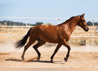 Hispano Arabian, Stallion, 7 years, 16 hh, Chestnut-Red