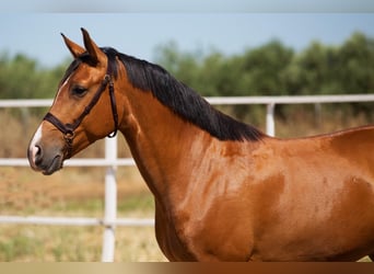 Hispano Arabian, Stallion, 7 years, 16 hh, Chestnut-Red