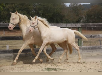 Hispano Arabian, Stallion, Foal (03/2023), 15.1 hh, Cremello