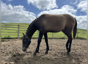 Hispano-arabier, Hengst, 1 Jaar, 140 cm, Schimmel