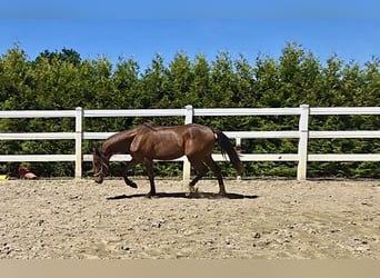 Hispano-arabier, Hengst, 2 Jaar, 158 cm, Bruin
