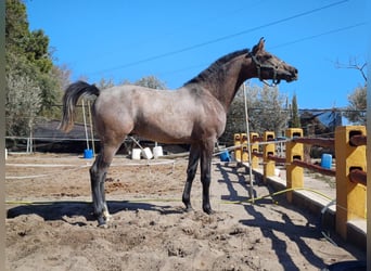 Hispano-arabier, Hengst, 3 Jaar, 155 cm, Vliegenschimmel