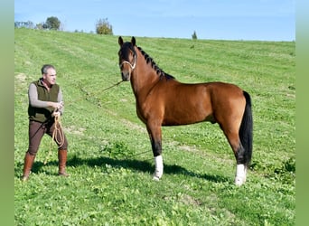 Hispano-arabier, Hengst, 3 Jaar, 156 cm, Brauner