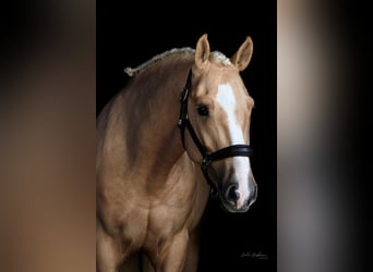 Hispano-arabier Mix, Hengst, 4 Jaar, 153 cm, Palomino