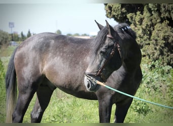 Hispano-arabier, Hengst, 4 Jaar, 156 cm, Blauwschimmel