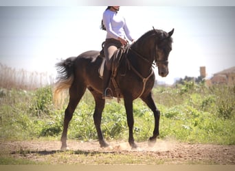 Hispano-arabier, Hengst, 4 Jaar, 156 cm, Blauwschimmel