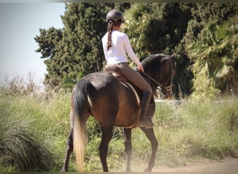 Hispano-arabier, Hengst, 4 Jaar, 156 cm, Blauwschimmel