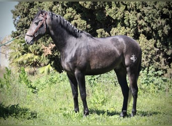Hispano-arabier, Hengst, 4 Jaar, 156 cm, Blauwschimmel