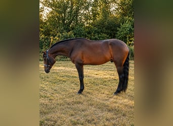 Hispano-arabier, Hengst, 4 Jaar, 160 cm, Donkerbruin