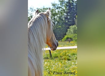 Hispano-arabier, Hengst, 5 Jaar, 156 cm, Palomino