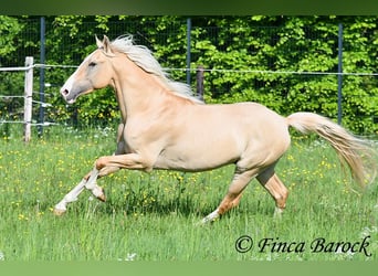Hispano-arabier, Hengst, 5 Jaar, 156 cm, Palomino