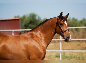 Hispano-arabier, Hengst, 7 Jaar, 164 cm, Vos