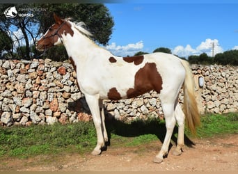 Hispano-arabier Mix, Merrie, 10 Jaar, 152 cm, Gevlekt-paard
