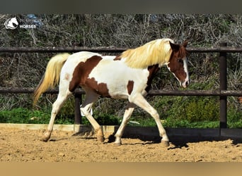 Hispano-arabier Mix, Merrie, 10 Jaar, 152 cm, Gevlekt-paard
