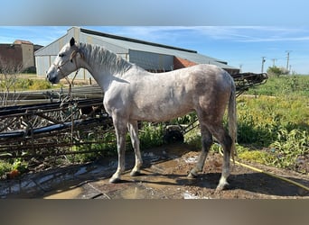 Hispano-arabier, Merrie, 10 Jaar, 157 cm, Schimmel