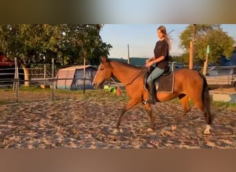 Hispano-arabier, Merrie, 11 Jaar, 153 cm, Bruin