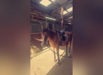 Hispano-arabier, Merrie, 11 Jaar, 153 cm, Bruin