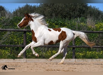 Hispano-arabier Mix, Merrie, 12 Jaar, 154 cm, Gevlekt-paard