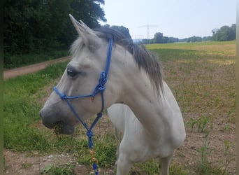 Hispano-arabier, Merrie, 19 Jaar, 154 cm, Schimmel