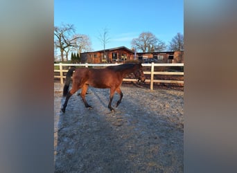 Hispano-arabier, Merrie, 3 Jaar, 160 cm, Bruin