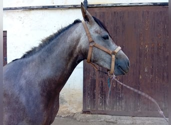 Hispano-arabier, Merrie, 3 Jaar, 164 cm, Schimmel