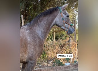 Hispano-arabier, Merrie, 4 Jaar, 157 cm