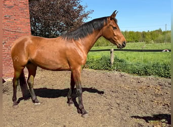 Hispano-arabier, Merrie, 4 Jaar, 160 cm, Bruin