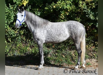 Hispano-arabier, Merrie, 5 Jaar, 160 cm, Schimmel