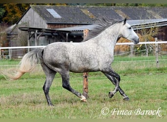 Hispano-arabier, Merrie, 5 Jaar, 160 cm, Schimmel