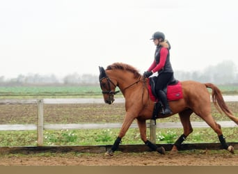 Hispano-arabier, Merrie, 6 Jaar, 165 cm, Vos