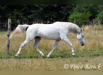 Hispano-arabier, Merrie, 7 Jaar, 150 cm, Schimmel