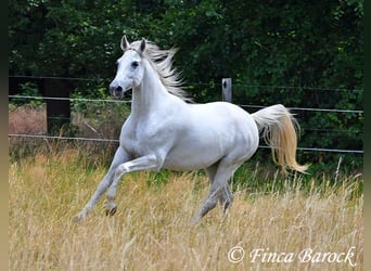 Hispano-arabier, Merrie, 7 Jaar, 150 cm, Schimmel