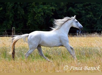 Hispano-arabier, Merrie, 7 Jaar, 150 cm, Schimmel