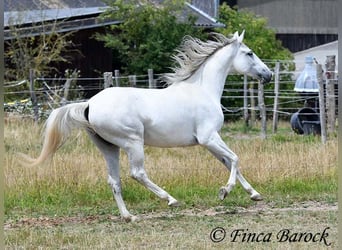 Hispano-arabier, Merrie, 7 Jaar, 150 cm, Schimmel
