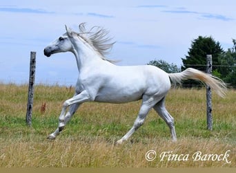 Hispano-arabier, Merrie, 7 Jaar, 150 cm, Schimmel