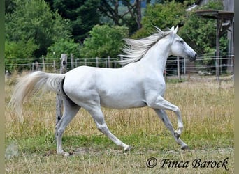 Hispano-arabier, Merrie, 7 Jaar, 150 cm, Schimmel