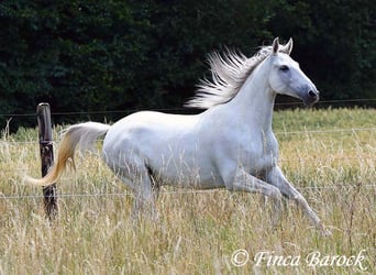 Hispano-arabier, Merrie, 7 Jaar, 150 cm, Schimmel