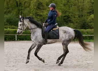 Hispano-arabier, Merrie, 7 Jaar, 153 cm, Schimmel