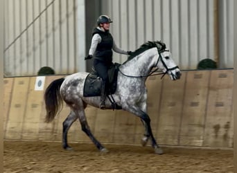 Hispano-arabier, Merrie, 7 Jaar, 155 cm