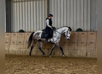 Hispano-arabier, Merrie, 7 Jaar, 155 cm