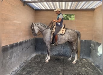Hispano-arabier, Merrie, 8 Jaar, 154 cm, Appelschimmel