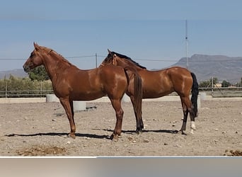 Hispano-arabier, Merrie, 8 Jaar, 159 cm, Vos