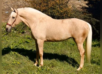 Hispano-arabier, Merrie, 8 Jaar, 167 cm, Palomino