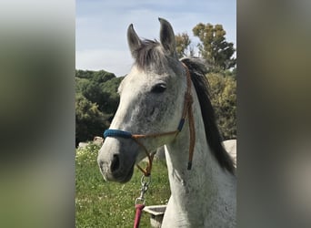Hispano-arabier, Merrie, 9 Jaar, 151 cm, Schimmel