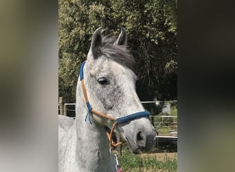 Hispano-arabier, Merrie, 9 Jaar, 151 cm, Schimmel