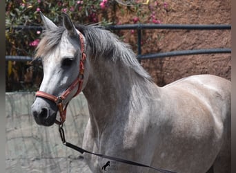 Hispano-arabier, Merrie, 9 Jaar, 153 cm, Schimmel