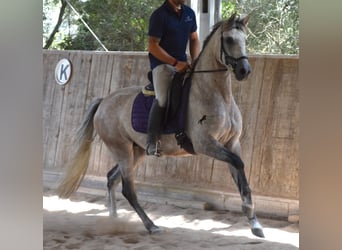 Hispano-arabier, Merrie, 9 Jaar, 153 cm, Schimmel