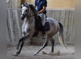 Hispano-arabier, Merrie, 9 Jaar, 153 cm, Schimmel