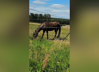 Hispano-arabier, Merrie, 9 Jaar, 160 cm, Bruin