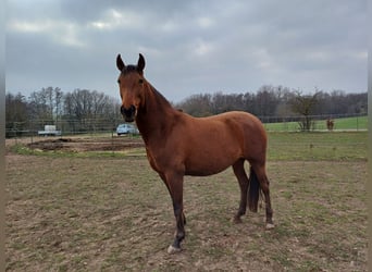 Hispano-arabier, Merrie, 9 Jaar, 160 cm, Bruin